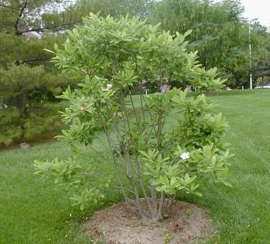 Magnolia Virginiana Multi Stem - View 10 from www redcrocus com