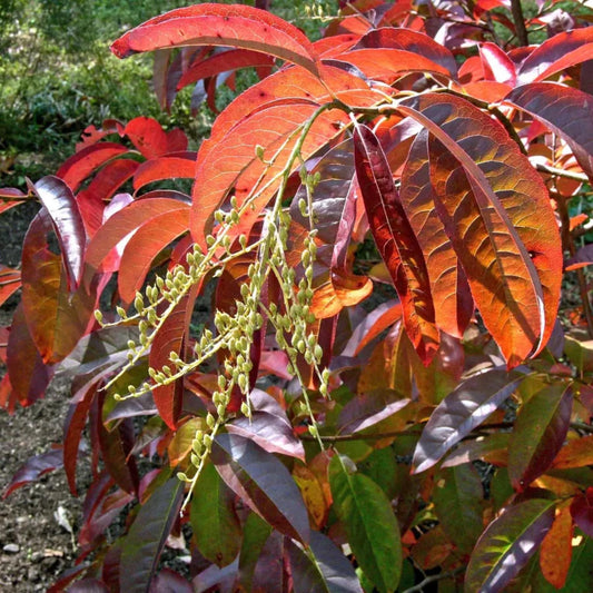 Oxydendrum Arboreum Single Stem - View 1 from www redcrocus com