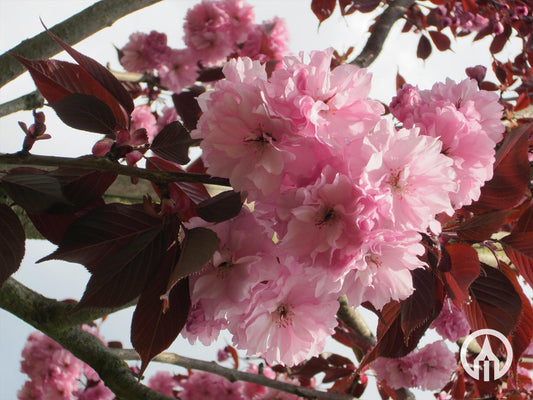 Prunus Serrulata Royal Burgundy Single Stem - View 10 from www redcrocus com