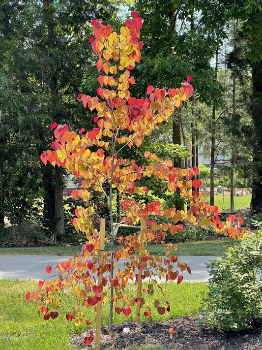 Cercis Canadensis Flame Thrower Single Stem - View 1 from www redcrocus com