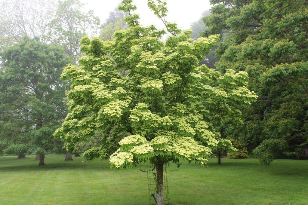 Cornus Controversa 'june Snow' Single Stem - View 12 from www redcrocus com