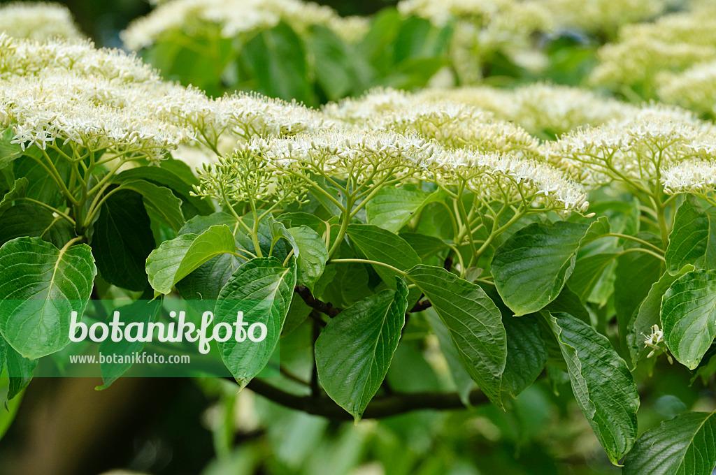Cornus Controversa 'june Snow' Single Stem - View 15 from www redcrocus com