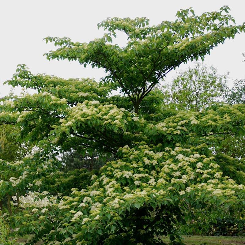 Cornus Controversa 'june Snow' Single Stem - View 16 from www redcrocus com