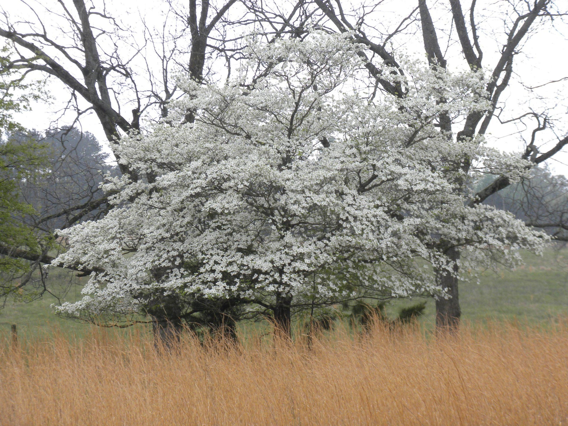 Cornus Controversa 'june Snow' Single Stem - View 19 from www redcrocus com