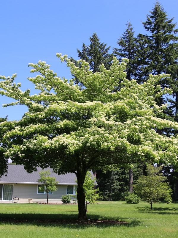 Cornus Controversa 'june Snow' Single Stem - View 1 from www redcrocus com