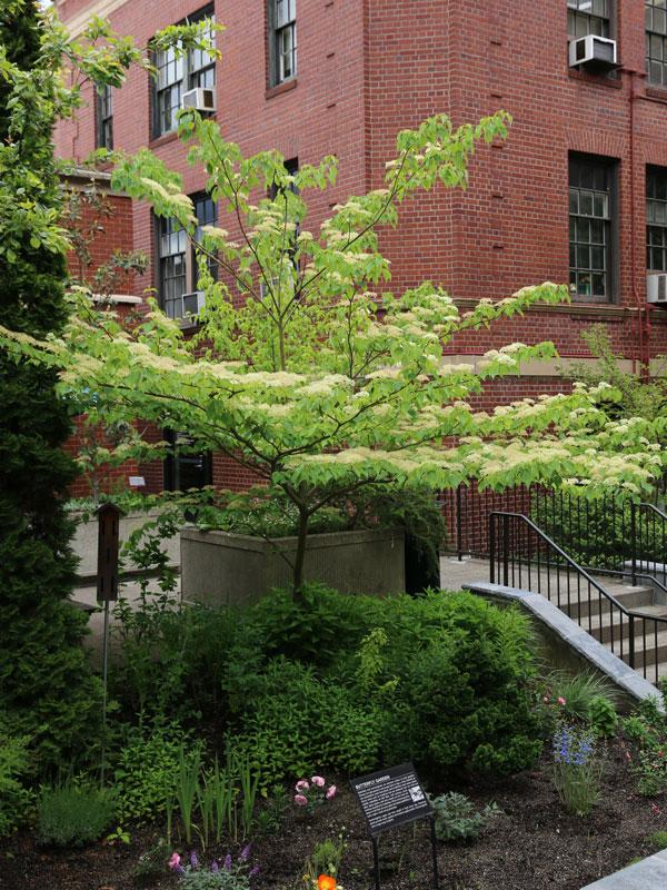 Cornus Controversa 'june Snow' Single Stem - View 20 from www redcrocus com