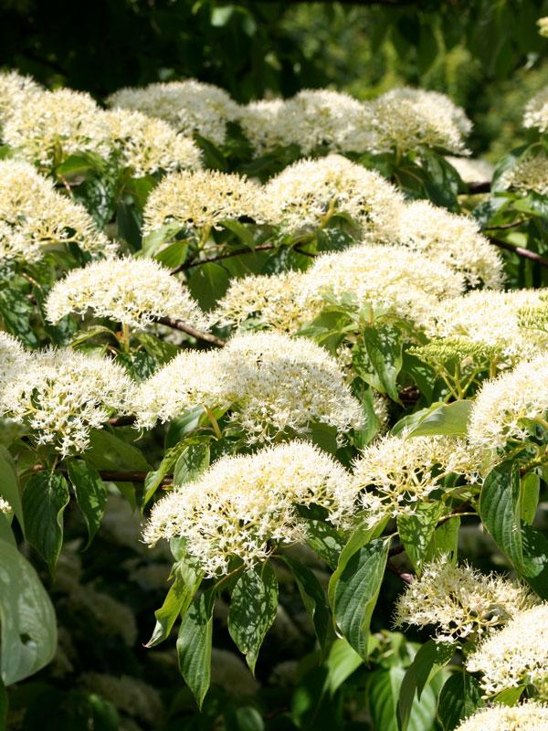 Cornus Controversa 'june Snow' Single Stem - View 3 from www redcrocus com