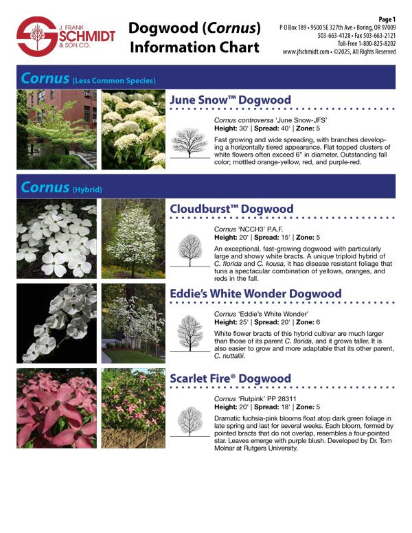 Cornus Controversa 'june Snow' Single Stem - View 5 from www redcrocus com