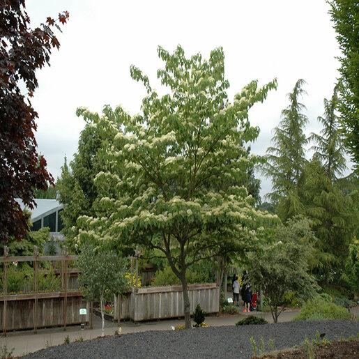 Cornus Controversa 'june Snow' Single Stem - View 7 from www redcrocus com