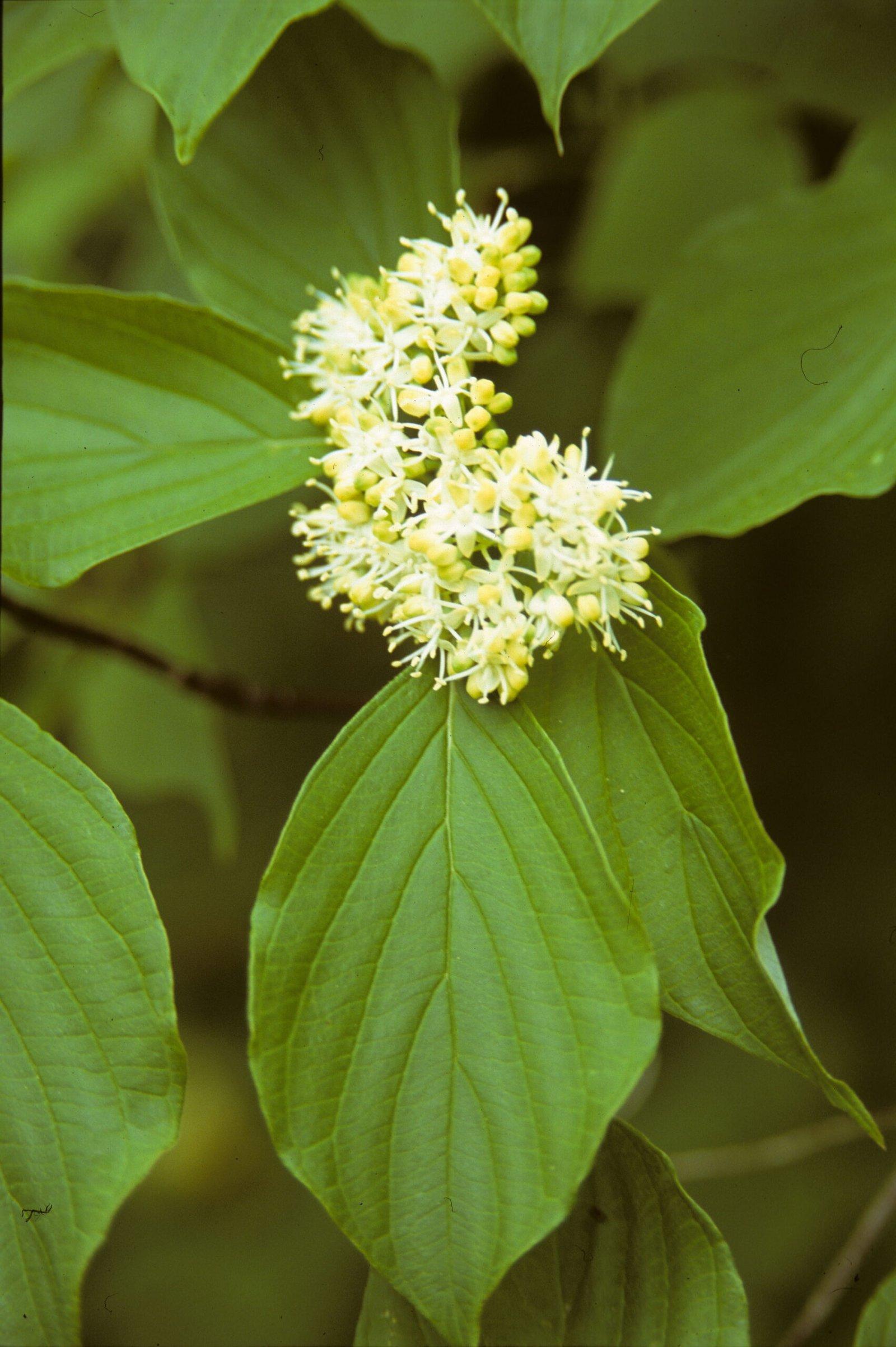 Cornus Controversa 'june Snow' Single Stem - View 9 from www redcrocus com