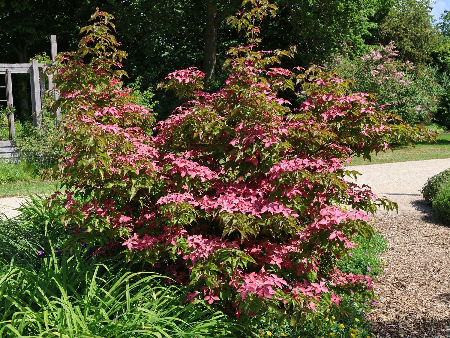 Cornus Kousa Scarlet Fire Single Stem - View 17 from www redcrocus com