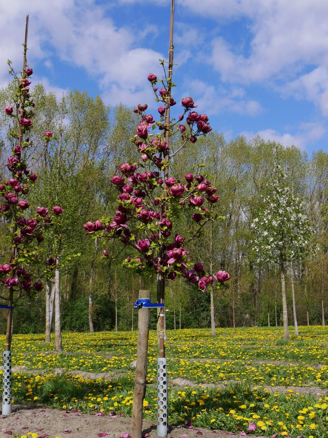 Magnolia Genie Single Stem - View 12 from www redcrocus com