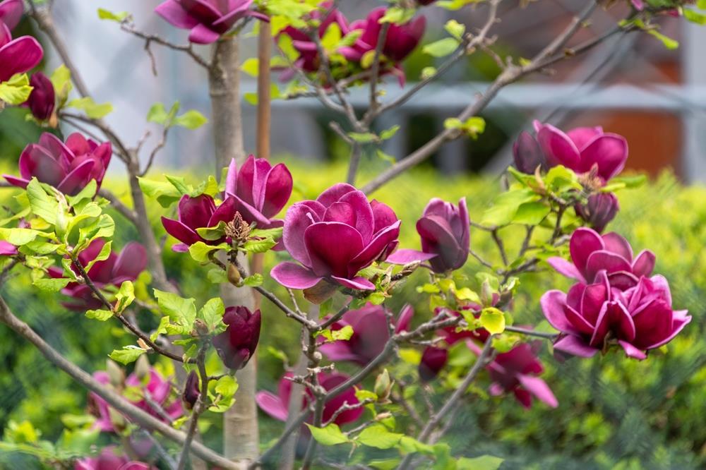 Magnolia Genie Single Stem - View 13 from www redcrocus com