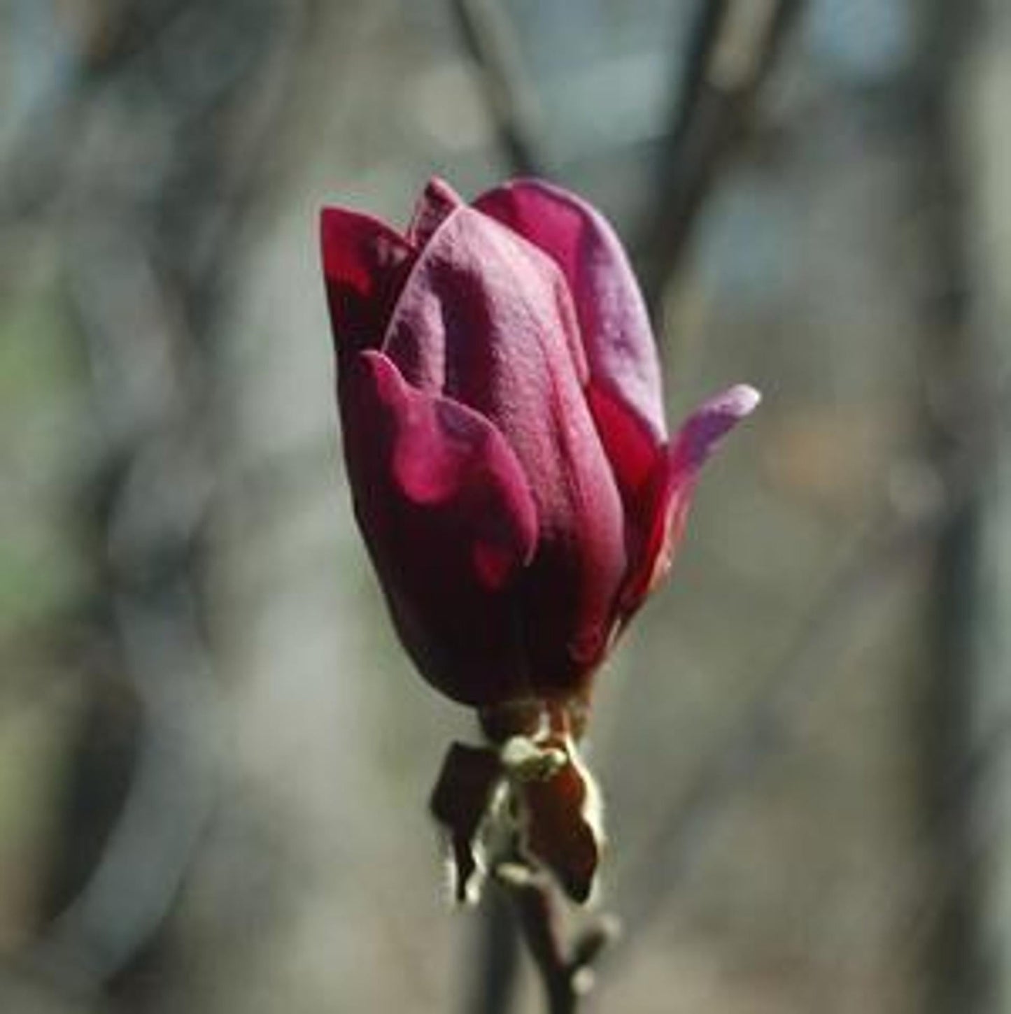 Magnolia Genie Single Stem - View 15 from www redcrocus com