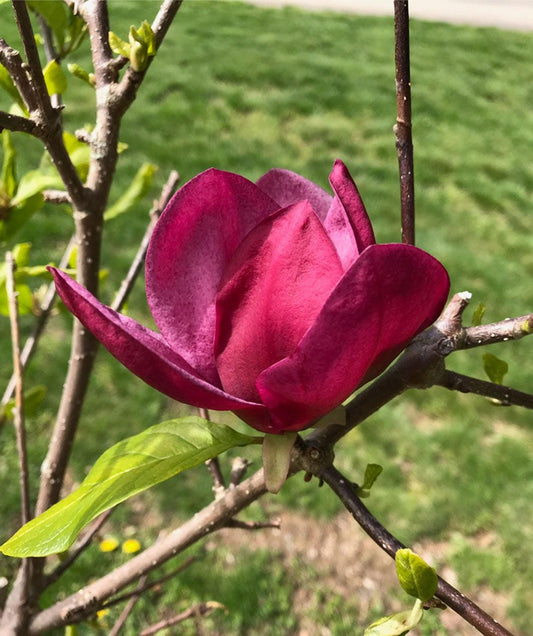Magnolia Genie Single Stem - View 1 from www redcrocus com