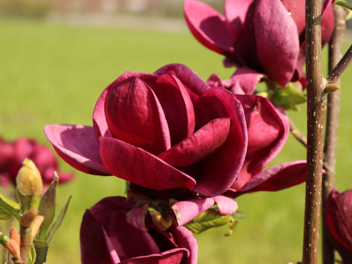 Magnolia Genie Single Stem - View 2 from www redcrocus com