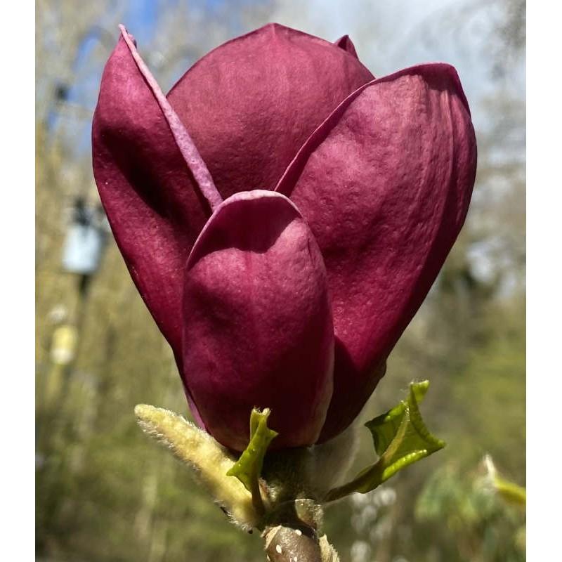 Magnolia Genie Single Stem - View 5 from www redcrocus com