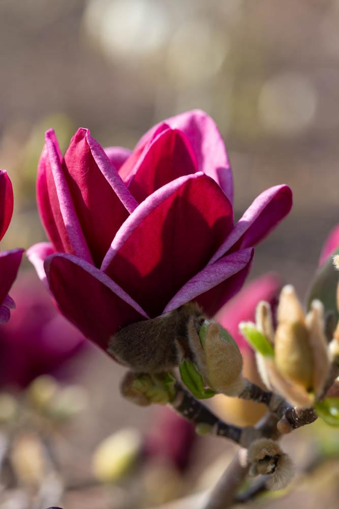 Magnolia Genie Single Stem - View 6 from www redcrocus com