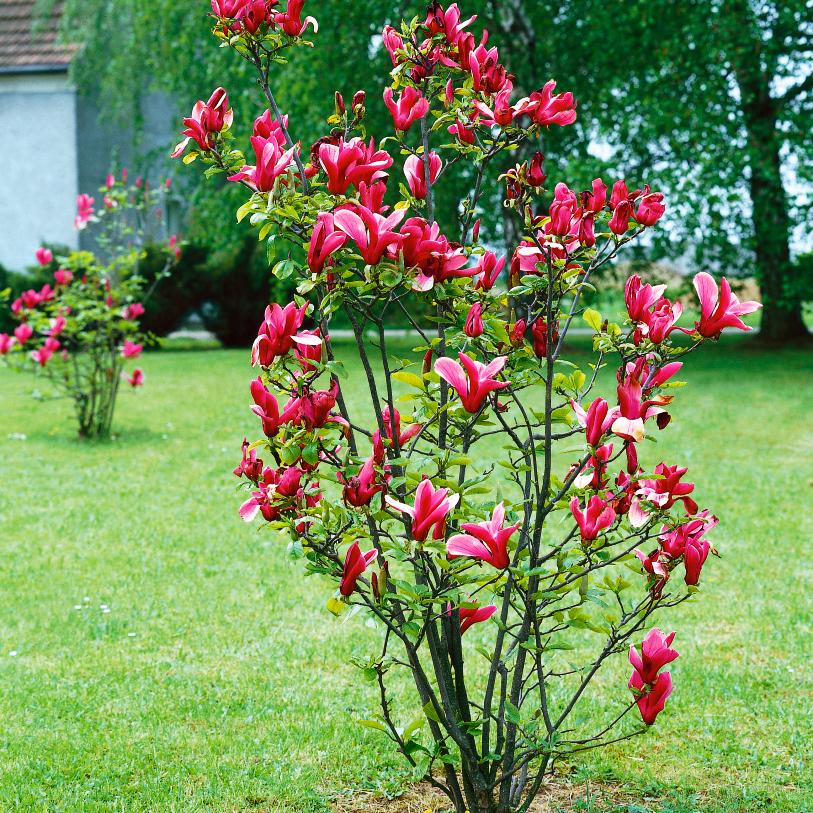 Magnolia Genie Single Stem - View 8 from www redcrocus com