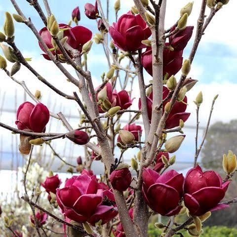 Magnolia Genie Single Stem - View 9 from www redcrocus com