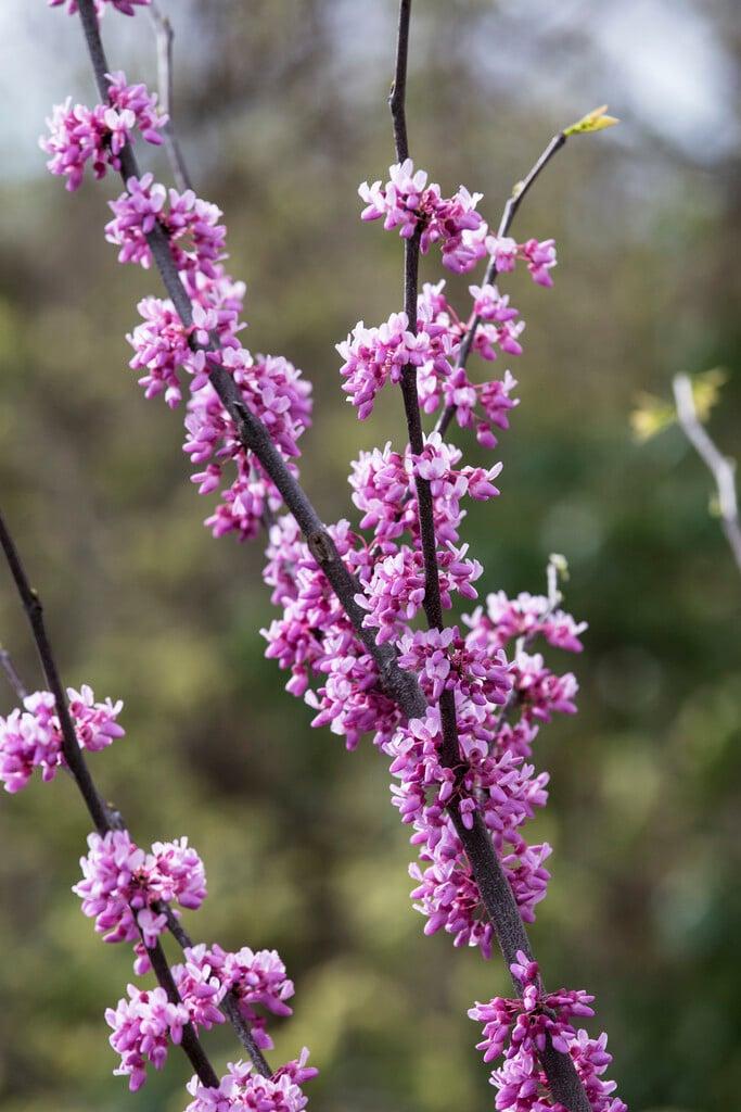 Cercis Canadensis Alley Cat Single Stem - View 10 from www redcrocus com