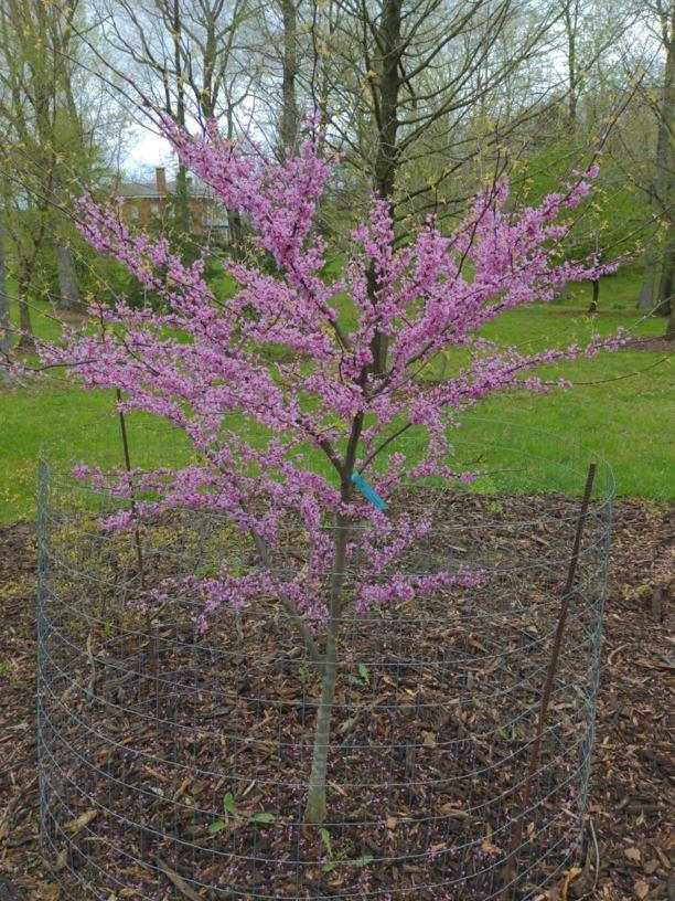 Cercis Canadensis Alley Cat Single Stem - View 12 from www redcrocus com
