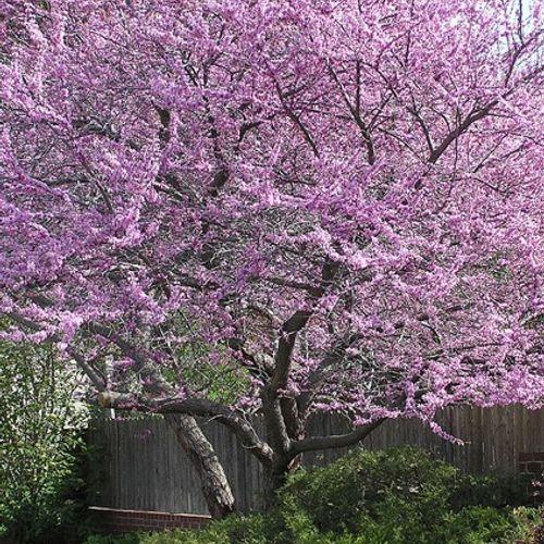 Cercis Canadensis Alley Cat Single Stem - View 15 from www redcrocus com