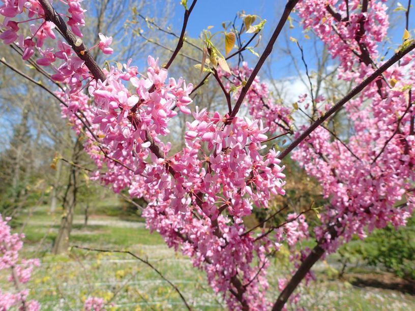 Cercis Canadensis Alley Cat Single Stem - View 17 from www redcrocus com