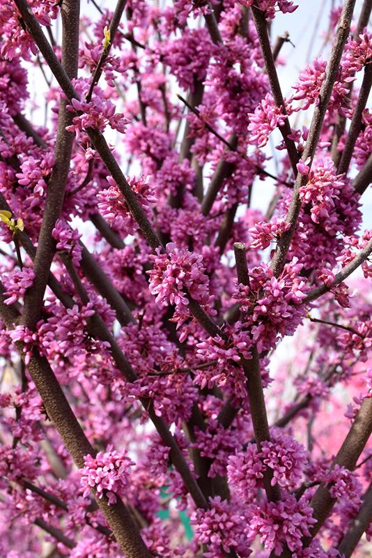 Cercis Canadensis Alley Cat Single Stem - View 18 from www redcrocus com