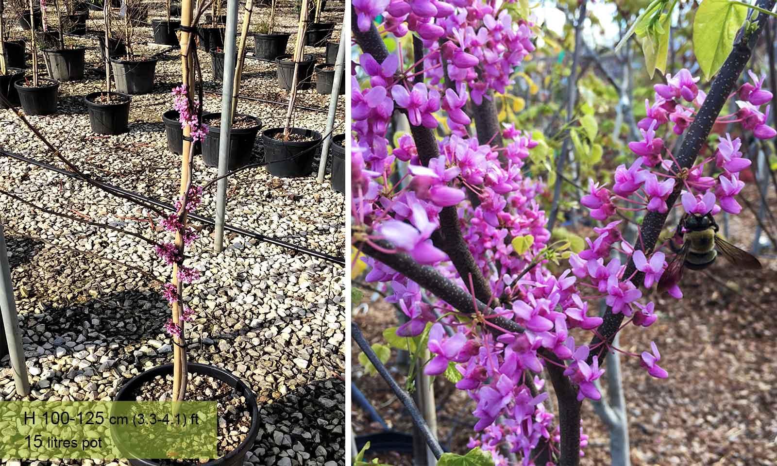 Cercis Canadensis Alley Cat Single Stem - View 19 from www redcrocus com