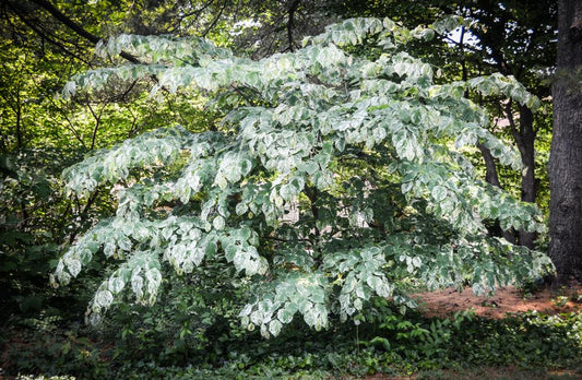 Cercis Canadensis Alley Cat Single Stem - View 1 from www redcrocus com
