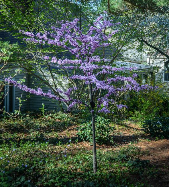 Cercis Canadensis Alley Cat Single Stem - View 3 from www redcrocus com