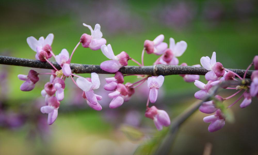 Cercis Canadensis Alley Cat Single Stem - View 8 from www redcrocus com