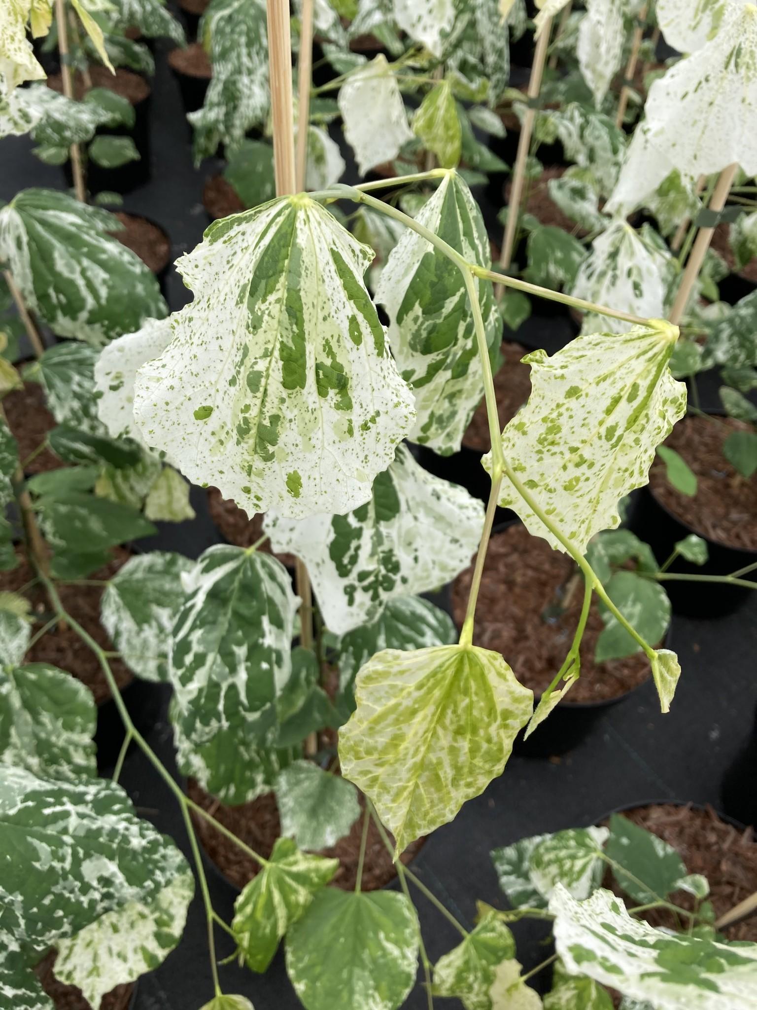 Cercis Canadensis Alley Cat Single Stem - View 9 from www redcrocus com