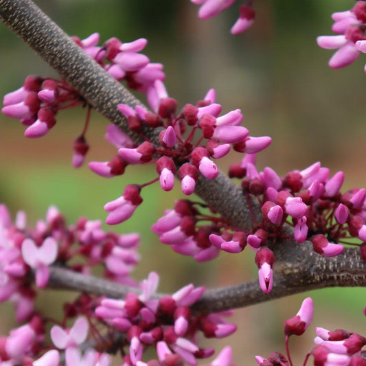 Cercis Canadensis 'midnight Express' Single Stem - View 10 from www redcrocus com