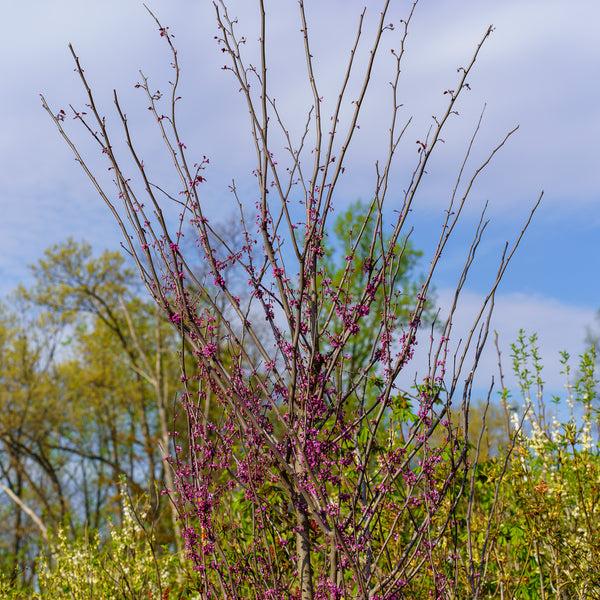 Cercis Canadensis 'midnight Express' Single Stem - View 12 from www redcrocus com