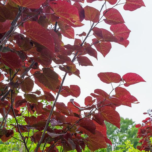 Cercis Canadensis 'midnight Express' Single Stem - View 13 from www redcrocus com