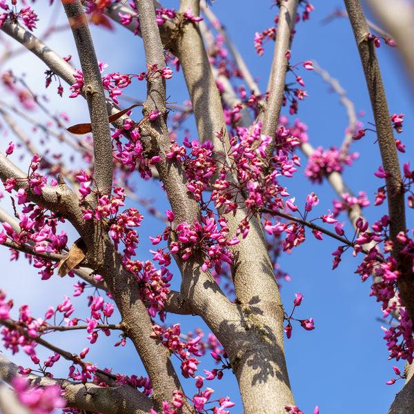 Cercis Canadensis 'midnight Express' Single Stem - View 14 from www redcrocus com
