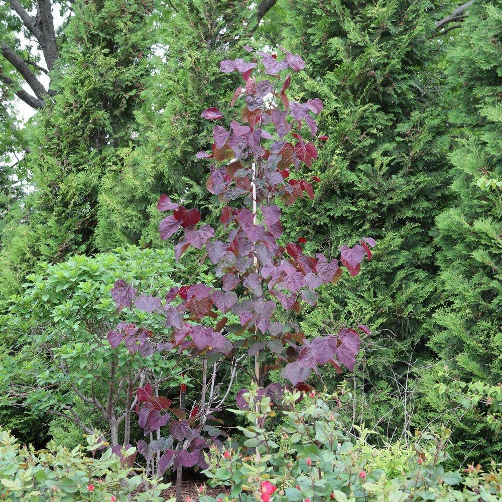 Cercis Canadensis 'midnight Express' Single Stem - View 17 from www redcrocus com