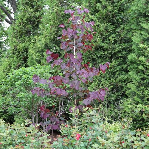Cercis Canadensis 'midnight Express' Single Stem - View 21 from www redcrocus com