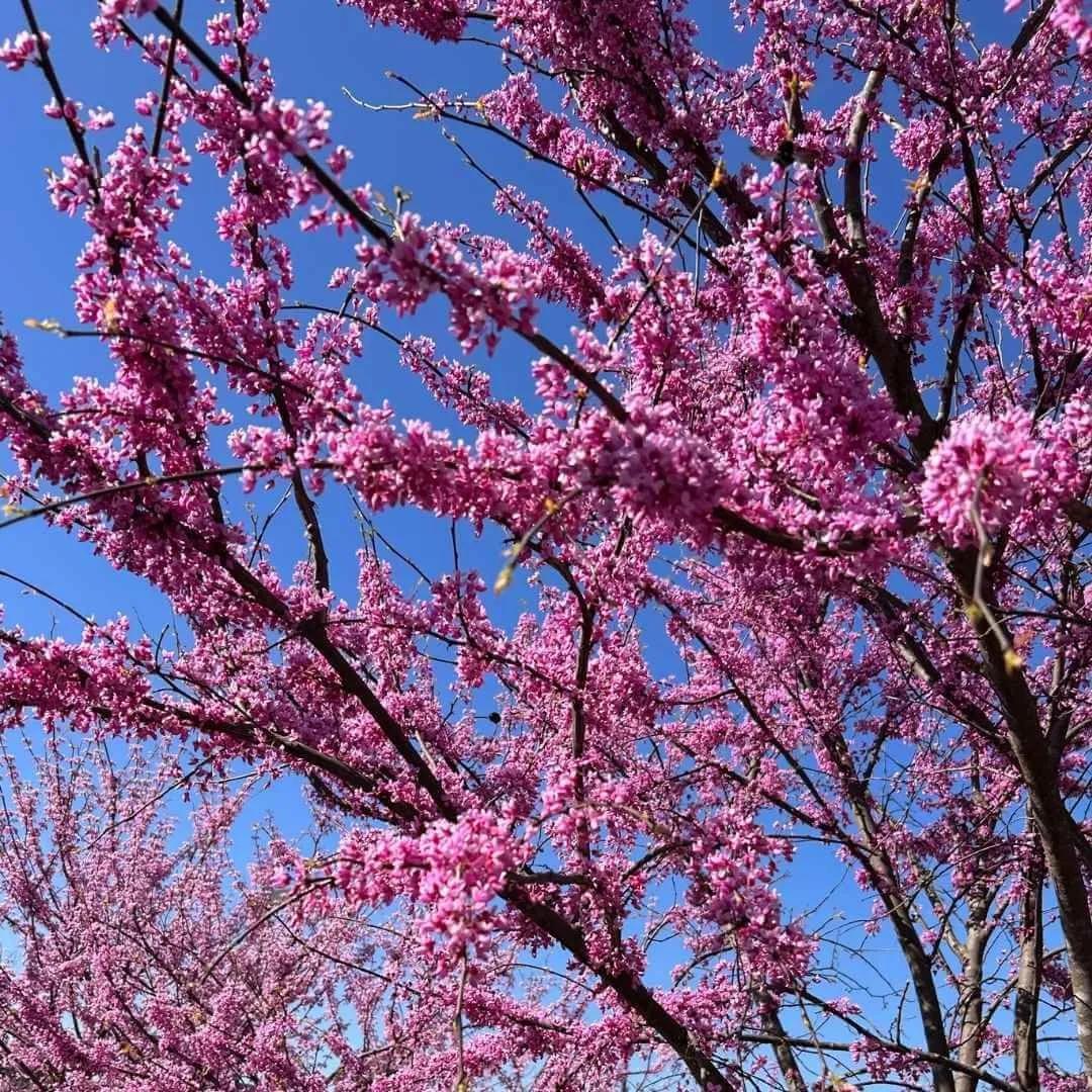 Cercis Canadensis 'midnight Express' Single Stem - View 23 from www redcrocus com