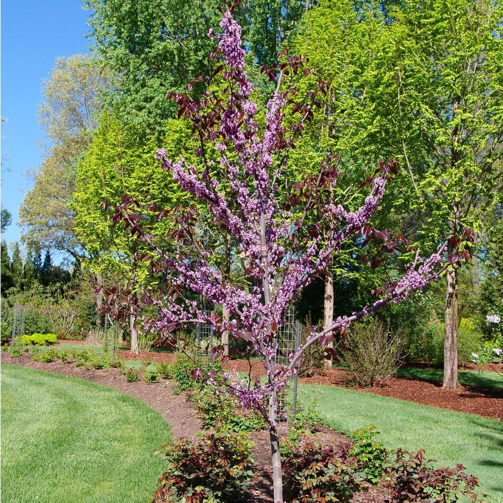 Cercis Canadensis 'midnight Express' Single Stem - View 2 from www redcrocus com