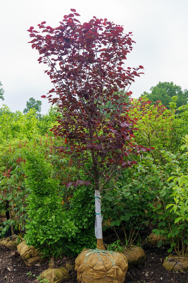Cercis Canadensis 'midnight Express' Single Stem - View 7 from www redcrocus com