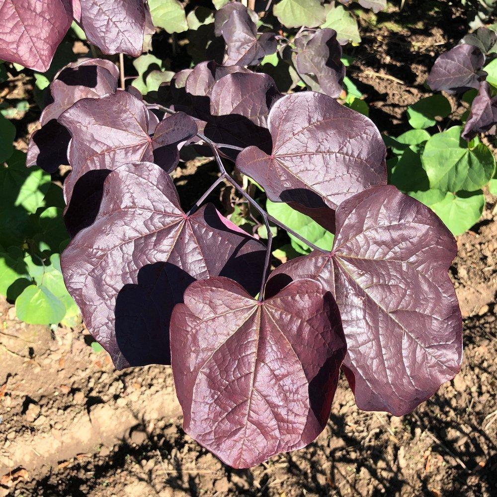 Cercis Canadensis 'midnight Express' Single Stem - View 8 from www redcrocus com