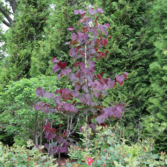 Cercis Canadensis 'midnight Express' Single Stem - View 9 from www redcrocus com