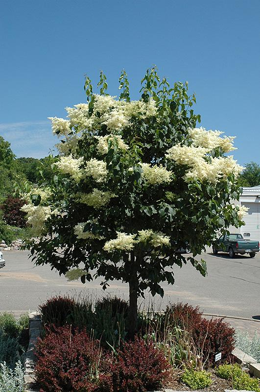 Syringa Reticulata Snowdance - View 1 from www redcrocus com