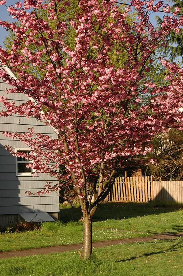 Prunus Serrulata Royal Burgundy Single Stem - View 11 from www redcrocus com