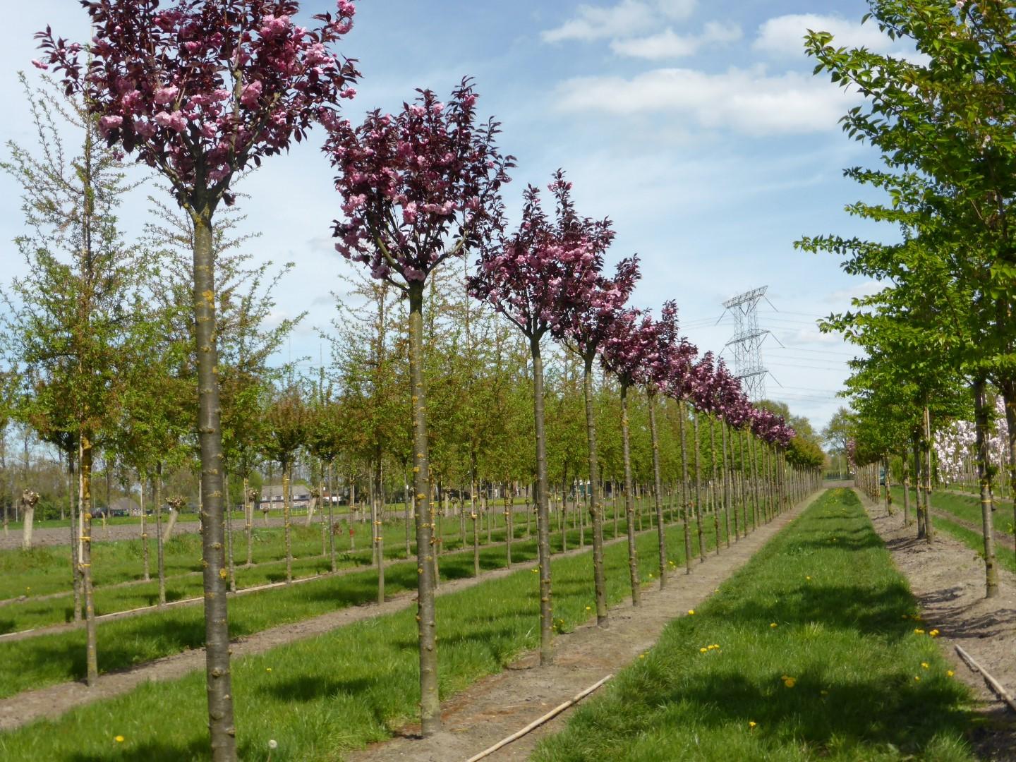Prunus Serrulata Royal Burgundy Single Stem - View 3 from www redcrocus com