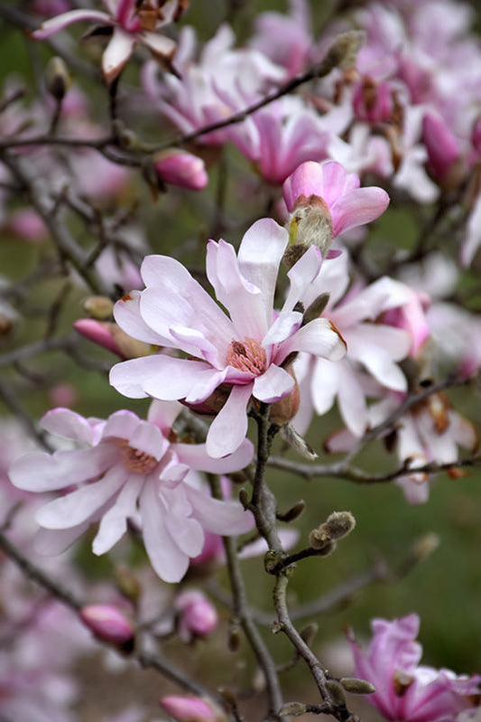 Magnolia Loebneri Leonard Messel Single Stem - View 10 from www redcrocus com