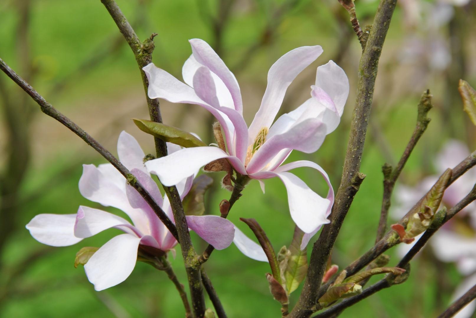 Magnolia Loebneri Leonard Messel Single Stem - View 11 from www redcrocus com